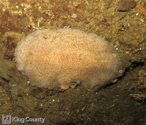 Photo of Kaburakia excelsa